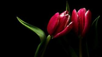 Wallpaper Two Tulip Dark Background Flowers Widescreen