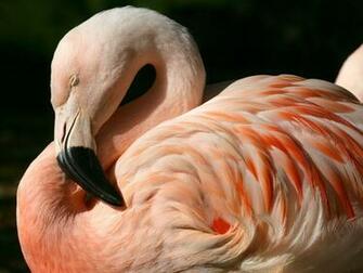 Pink Flamingo Desktop Wallpaper