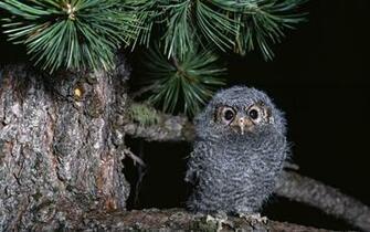 Cute Baby Owl Wallpaper