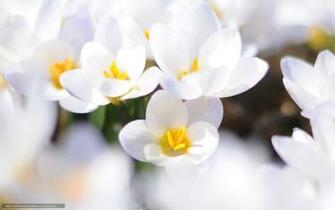 Primrose Wallpaper X Net