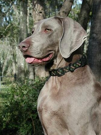 Weimaraner Dog Photo And Wallpaper Beautiful