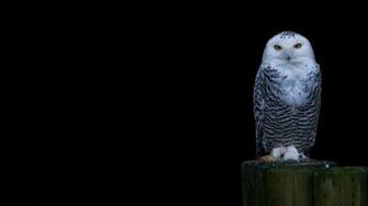 Snowy Owl Wallpaper Hq Desktop HD4desktop