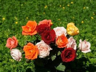 Flowers Planets Beautiful Rose Wallpaper