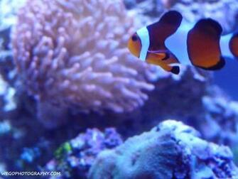Clownfish Background Wallpaper