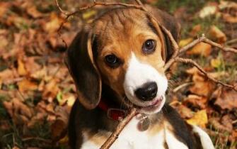 Beagle Welpen Wallpaper