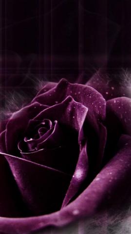 Plum iPhone Wallpaper On