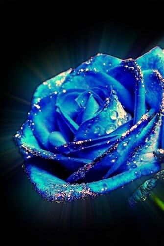 Dark Blue Flowers Sn02