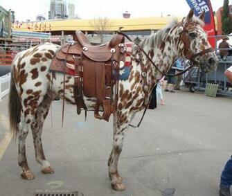 Description Appaloosa Horse Jpg
