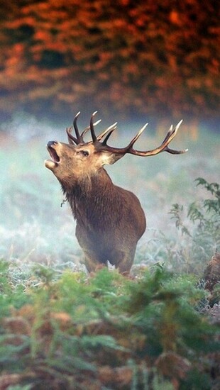 iPhone Wallpaper HD Elk Background