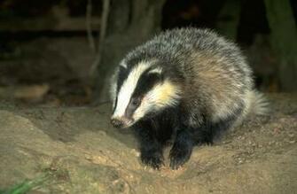 Animation Badger Wallpaper Picture