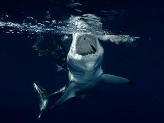 The Sharks Wallpaper Desktopwallpaper Desktop