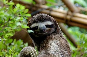 Animals Sloth Wallpaper
