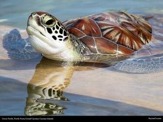 Cayman Islands Desktop Wallpaper From Seyeneco