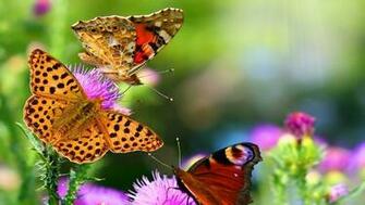 Butterfly Wallpaper Color Background Beautiful Spotted Grass