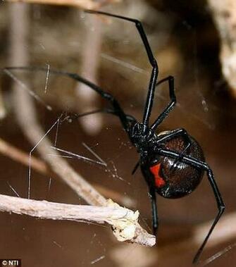 Black Widow Spiders Deadly Arachnida Fatal Image Pictures Wallpaper