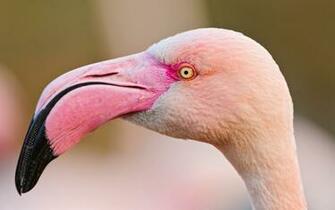 The Cat Flamingo Birds Wallpaper Pink