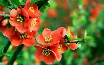 Flower Wallpaper Fairy In The Flowers Begonia Desktop