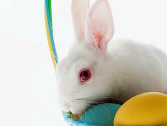 Cute Bunny Rabbit Easter Wallpaper For Desktop