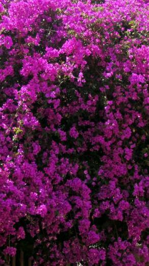 Earth Bougainvillea Wallpaper Id