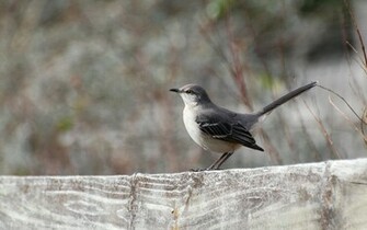 Suzanne Britton Nature Photography Northern Mockingbird