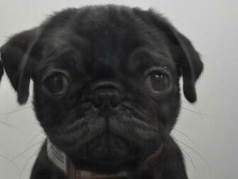 Pug Screensaver Screensavers For Android