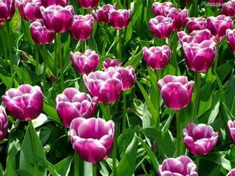 Click To Enlarge Beautiful Colorful Flowers Wallpaper