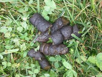 Dog Poop Pick Up Hot Girls Wallpaper