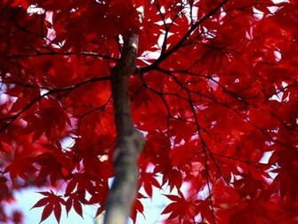 Life In Color Red Pictures National Geographic