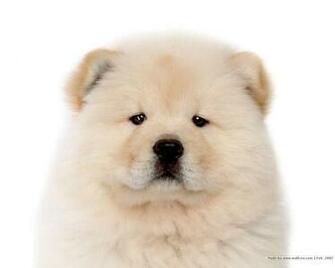 Chow Wallpaper