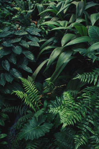 Green Plant Aesthetic Wallpaper On