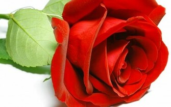 Giant Red Rose Love Wide HD Wallpaper Rocks