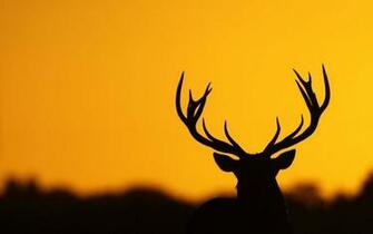 HD Wallpaper Image Photos 1080p
