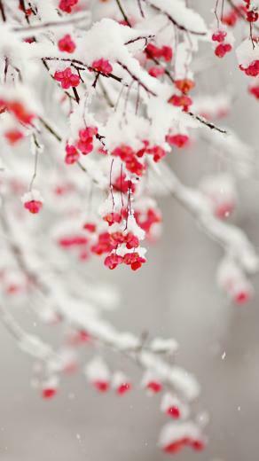 Winter Fruit iPhone Wallpaper HD
