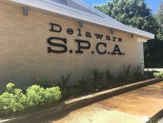 Pets For Adoption At Delaware Spca In Newark De Petfinder