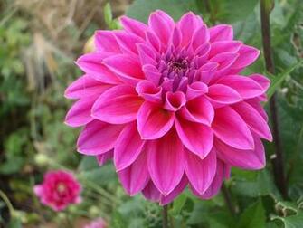 Dahlia Flowers HD Wallpaper