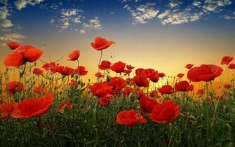 Poppy Flower Desktop Wallpaper HD