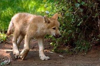 Wolf Cub Hq Wallpaper