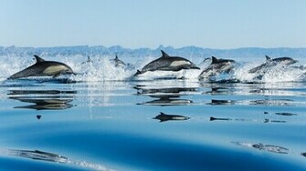 Dolphin Wallpaper HD Desktop Wallapers High