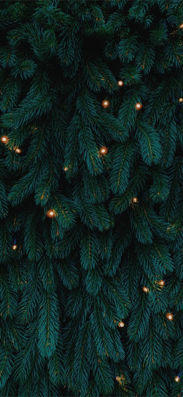 Green Christmas Tree With Lights iPhone Se Wallpaper