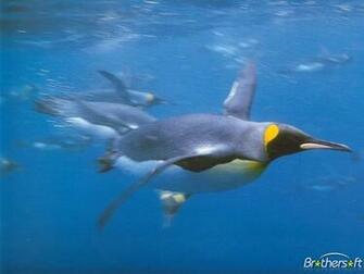 Penguins Screensaver
