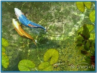 Koi Fish 3d Screensaver And Animated Wallpaper