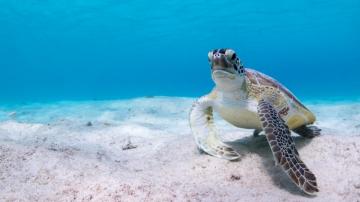 4k Turtle Wallpaper Background Image