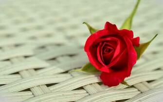 Wallpaper Rose Flower Bud Surface 4k Ultra