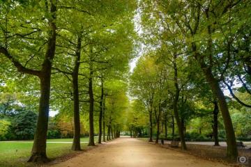 Autumn Path In Park Background High Quality Background