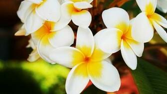 Plumeria Wallpaper