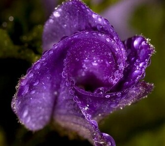 Pretty Purple Wallpaper