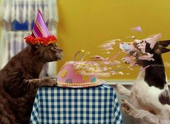 Funny BirtHDay Cat Wide Wallpaper