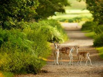 Cute Gazelle Family Looking At Camera HD Wallpaper Nature