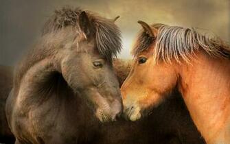 Wallpaper Horses Nature Friends Desktop HD