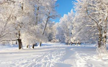 Desktop Wallpaper Sunny Winter Day